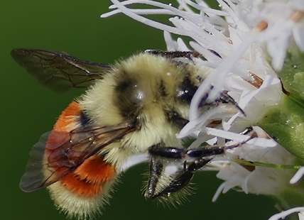 iN PHOTOS: Kamloops nature lover goes on bee hunt