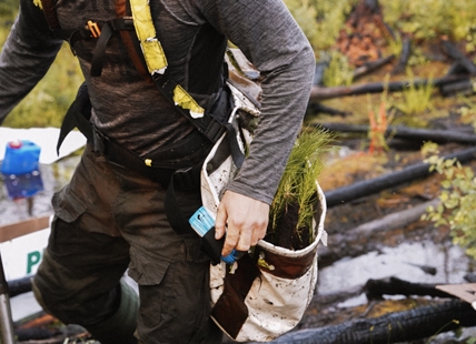 Non-profit replanting trees burned in wildfires in West Kelowna, Kamloops