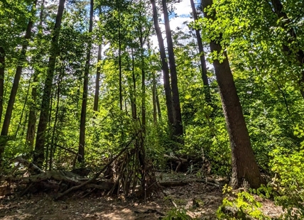 iN PHOTOS: The beauty of komorebi captured in Kamloops, Okanagan