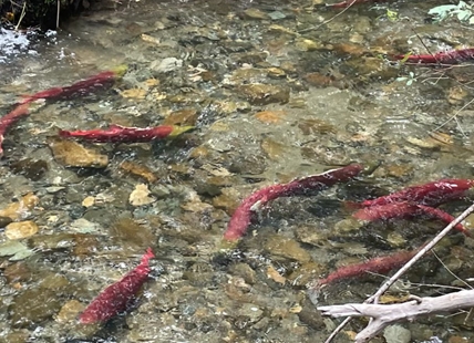 Where to spot spawning salmon in the BC Interior