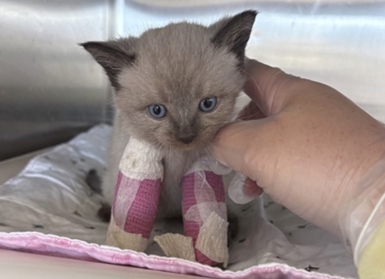‘Brave’ kitten with deformed legs rescued in Kelowna recovering: BC SPCA