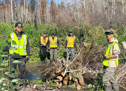 'We like beavers': Dams simple solution for wildfire mitigation in Okanagan, Kamloops