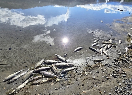 iN VIDEO: Large numbers of dead salmon washing up on Kamloops' shorelines