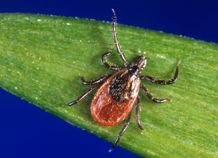 Interior Health’s tips and tricks for dealing with ticks