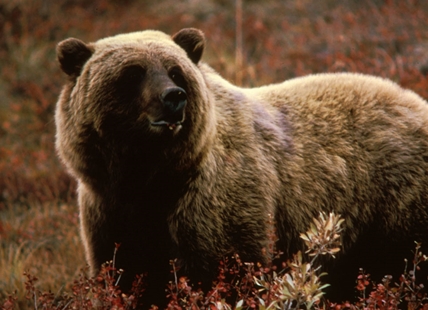 Project to re-establish grizzlies in the Okanagan will take time