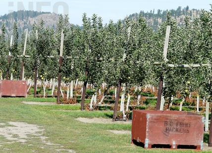 Okanagan apple growers consider marketing commission to sell their fruit