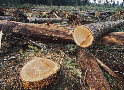 Salmon Arm man gets 163 tickets for chopping down 163 trees