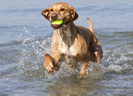 Owning a dog in Canada takes a big bite out of your wallet