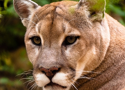 Kamloops dad gets young son to safety during cougar attack