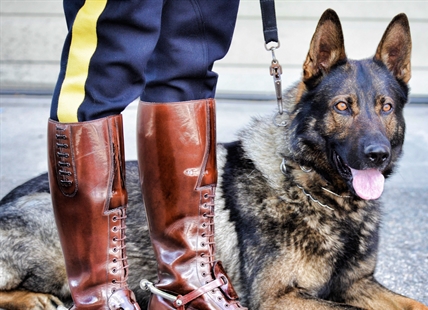 RCMP police dog gets an assist in arrest of suspected Kelowna car thief