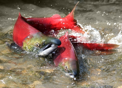 iN VIDEO: Release of Kamloops-made documentary on perilous state of salmon delayed