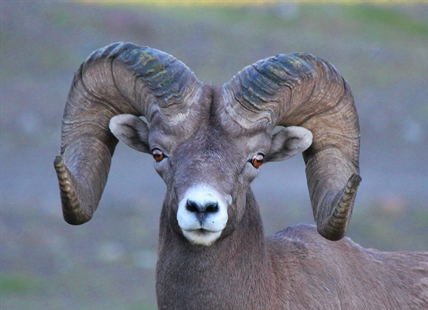 Bighorn sheep might become 'little-horn sheep' soon