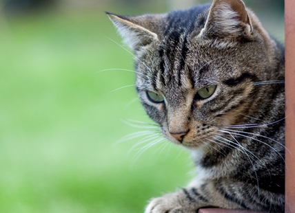 B.C. SPCA overwhelmed with cats rescued from hoarding situations