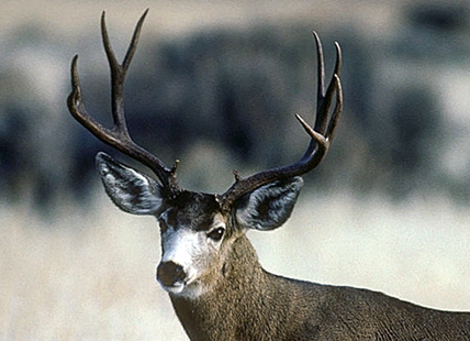 Risks of the rut season in the Okanagan