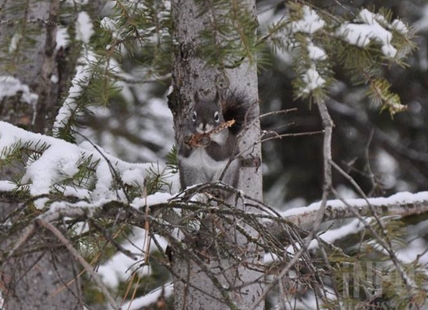 Lots more snow coming to Okanagan, Kamloops