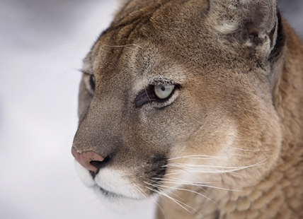 Cougars attack, kill miniature horse near Kelowna park