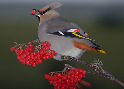 Despite warmer weather, Kelowna’s birds aren’t sticking around this winter