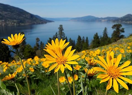 Local fields abound with Okanagan sunflowers