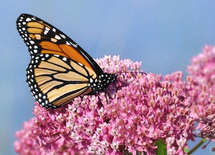 Hospice butterfly fundraiser in Kelowna celebrates circle of life