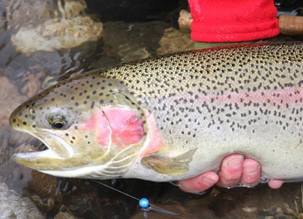 Former TNRD director fighting for endangered steelhead trout recovery near Merritt