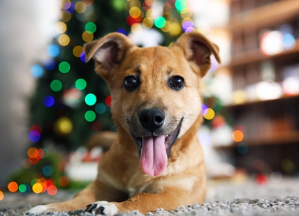 Don’t create another shelter dog this Christmas: BC SPCA