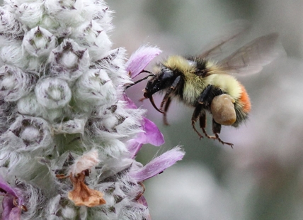 Similkameen beekeeper concerned about heat this summer