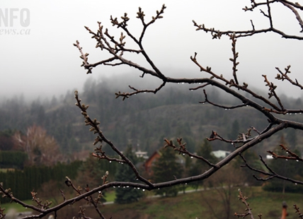 Sunday best day to enjoy spring weather in Kamloops, Okanagan this weekend