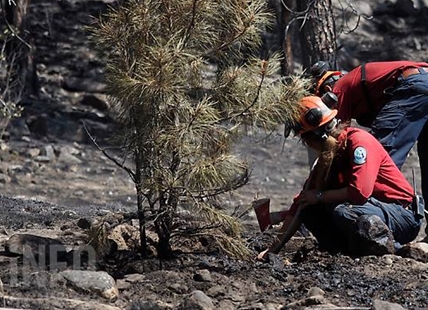 BC Wildfire Service begins burns this week near Penticton