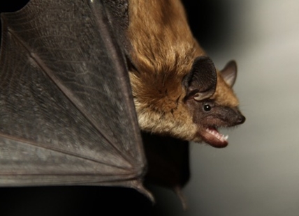 Mad about bats? Okanagan Bat program needs your help