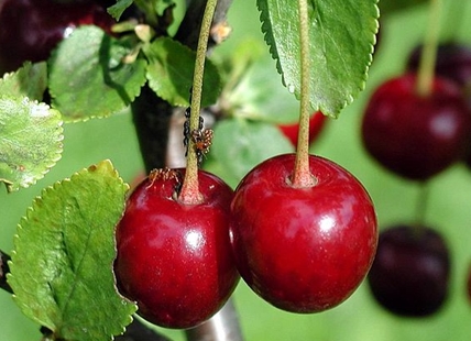 January deep freeze devastated BC Southern Interior cherry crop