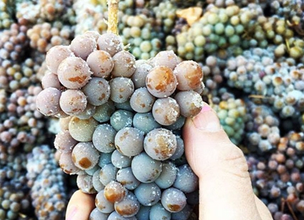 Why there may not be any Okanagan ice wine this winter