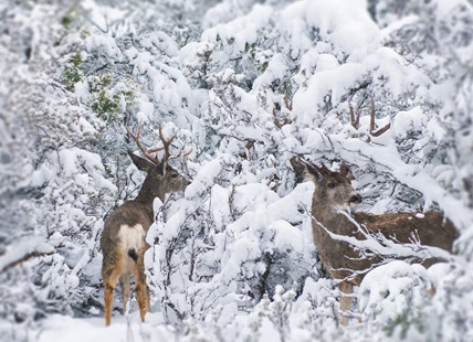 Good chance of 'perfect white Christmas' in the Okanagan; not Kamloops