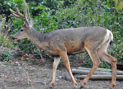 'Devastating' deer disease found for first time in BC