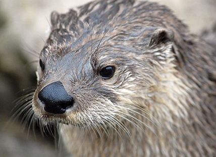 Everything you need to know about river otters in the Thompson-Okanagan