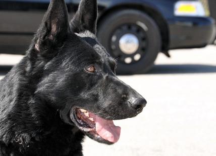 No housing plan for Kelowna man released after police dog attack