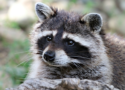 Everything you need to know about raccoons in the Thompson-Okanagan