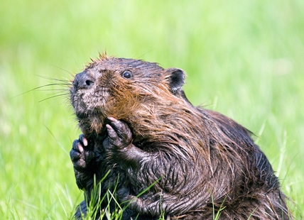 This furry animal will do important conservation work in Vernon, Penticton