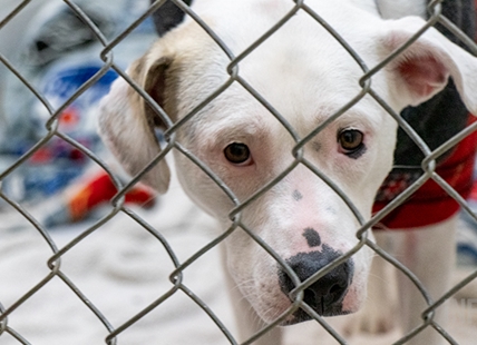 BC SPCA shelter in Vernon closing its doors for good