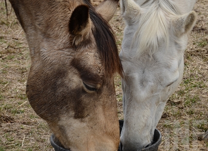 Penticton Indian Band say fence to contain free-roaming horses cut