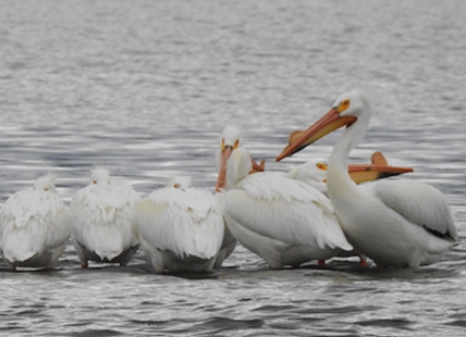 Annual migration of pelicans is peaking in the Okanagan