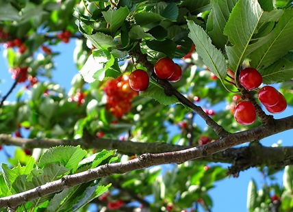 BC cherry growers launch anti-dumping action against U.S. fruit