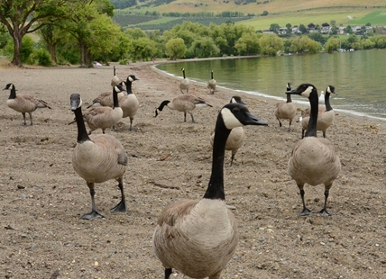 Okanagan field crews shaking goose eggs as part of management program