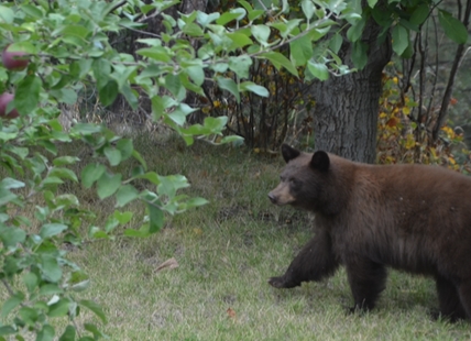 Sun-Oka beach temporarily closed due to roaming bear