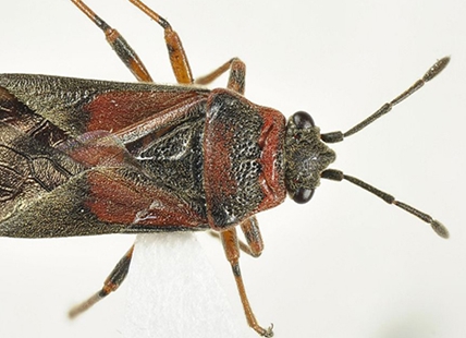 5 nasty bugs in the B.C. Interior you might want to stay on top of