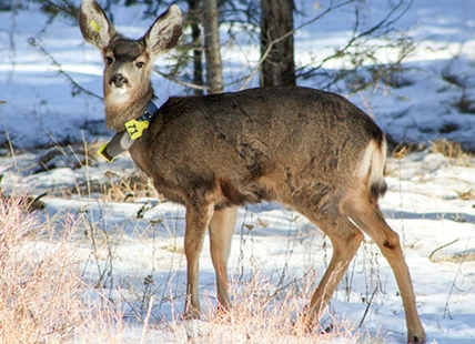 Fences along Okanagan Connector trapping deer, making them easy prey