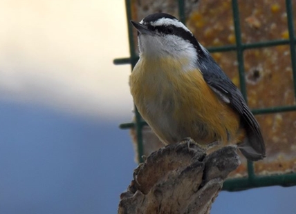 Don't feed the birds: B.C. SPCA says stay vigilant against bird flu