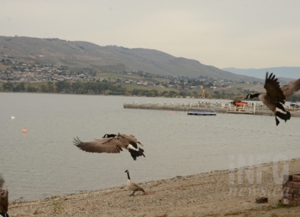 Broken sewer line closes several Vernon beaches