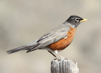 Okanagan heritage farm using high-tech audio device to track and record birds