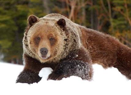 iN VIDEO: Famous Golden grizzly bear wakes from hibernation