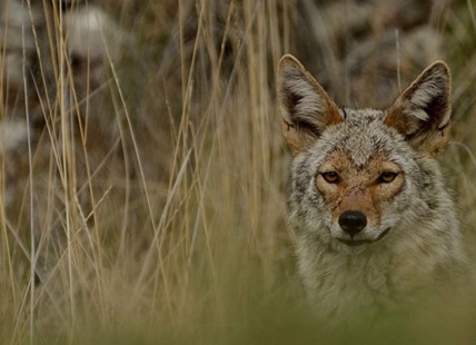 How to keep yourself, pets safe during coyote mating season in southern Interior